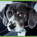  : Daphne