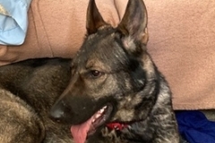   : Frida