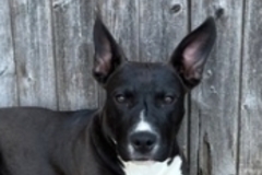   : Found Dog