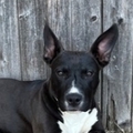   : Found Dog