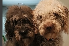   : Lola & Clyde