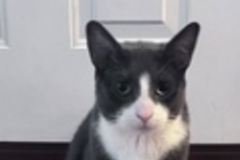   : Loki