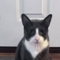   : Loki