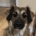   : Chaco