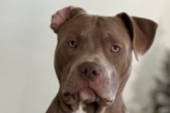   : Sully