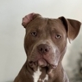   : Sully