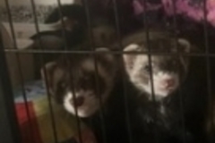   : Sir Curt Godfrey & Missy