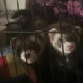   : Sir Curt Godfrey & Missy
