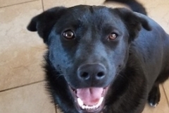   : Loki