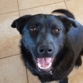   : Loki