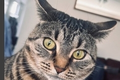   : Cat