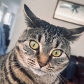   : Cat