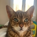   : Bella