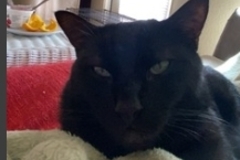   : Tomie