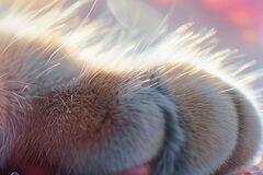 Selling: PET HEALING SERVICE; Animal Psychic Healing Energy Service 