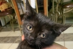   : Blacky