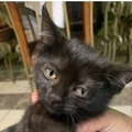   : Blacky
