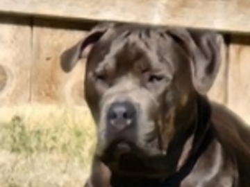   : Rolo