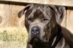   : Rolo