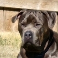   : Rolo