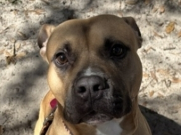   : Bosco