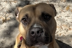   : Bosco