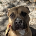   : Bosco