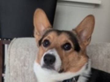   : Rocket