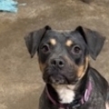   : Ari