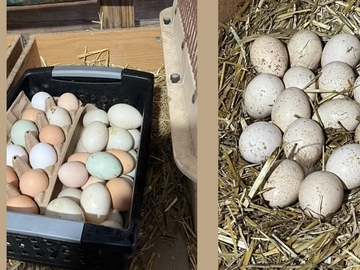 Selling with In-person Payment: Farm fresh unwashed chicken eggs