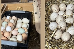 Selling with In-person Payment: Farm fresh unwashed chicken eggs