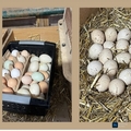 Selling with In-person Payment: Farm fresh unwashed chicken eggs