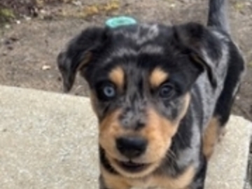   : Maverick