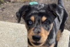   : Maverick
