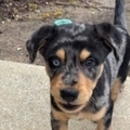   : Maverick