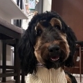   : Rocko 