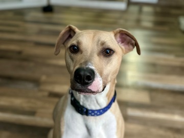   : Ollie Mac