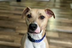   : Ollie Mac