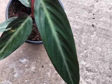 Sales: Plante verte d'intérieur calathéa rufibarba elger grass avec pot