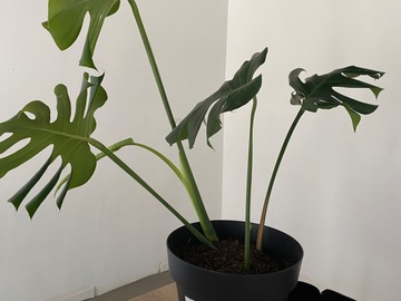 Sales: Belle monstera Deliciosa