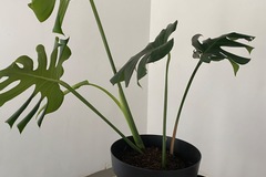 Vente: Belle monstera Deliciosa