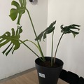 Vente: Belle monstera Deliciosa