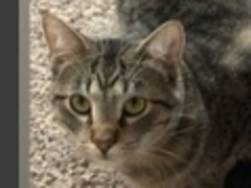   : Buddy