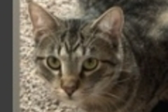   : Buddy