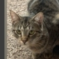   : Buddy