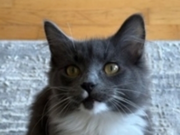   : Socks