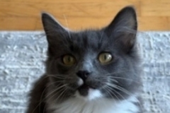   : Socks