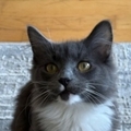   : Socks