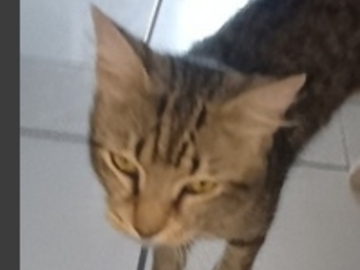  : Scrappy