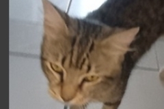   : Scrappy